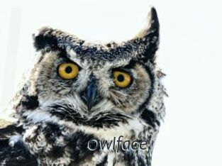 Owlface